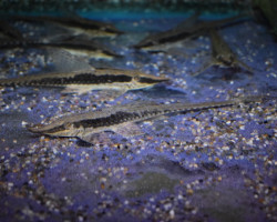 Sturisoma Nigrirostrum Xxl