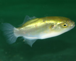 Auriglobus Modestus M