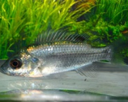 Sarotherodon Linelli M