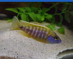 Aulonocara Baenschi Benga M/L