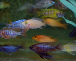 Aulonocara Mix Maschio L
