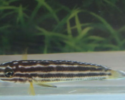 Julidochromis Regani Nsumbu S