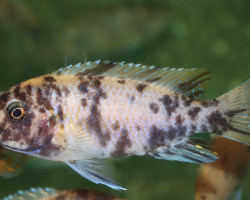 Labeotropheus Fuelleborni Fuawe F1 M