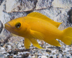 Neolamprologus Leleupi L