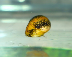 Clithon Sowerbianum "Yellow Fancy" S