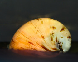 Neritina Pulligera Albino M