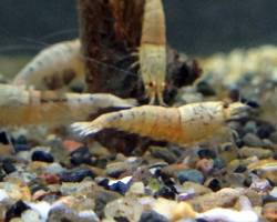 Caridina Cantonensis Snow White S