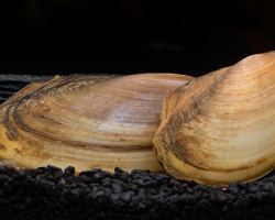 Pilsbryoconcha Exilis M