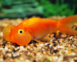 Car. Aur. Bubble Eye Red 3/5