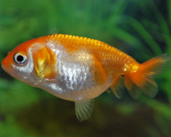 Car. Aur. Ranchu Red/White 10/12