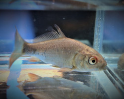 Cyprinus Carpio 7/10