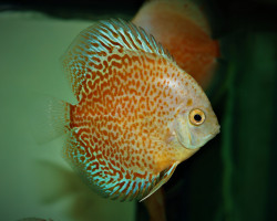 S. Aequifasciatus Snow Eruption M