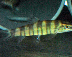 Sinibotia Robusta Xl