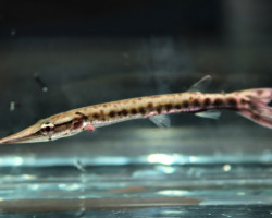 Boulengerella Cuvieri Peru S