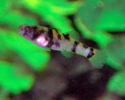 Brachygobius Nunus S