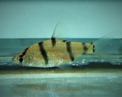 Systomus Endecanalis M
