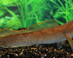 Channa Sp. Laos Fireback L