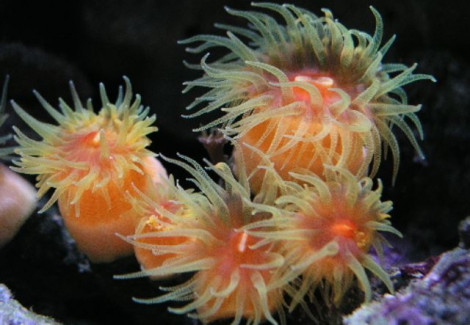 Dendrophyllia Common L