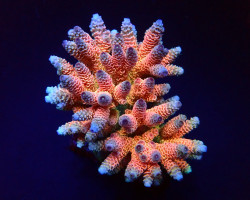 Acropora Millepora (Rainbow) M