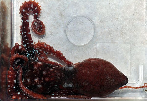 Callistoctopus Macropus M