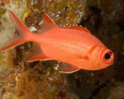 Myripristis Vittata M