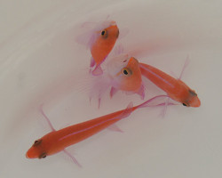 Nemanthias Bicolor (Female) S