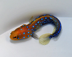 Opistognathus Rosenblatti - Djm Allevato Europa M