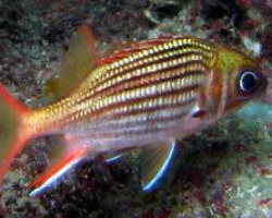 Sargocentron Vexillarium S