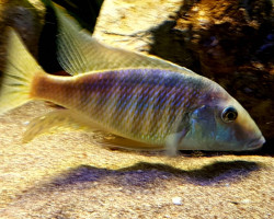 Taeniolethrinops Furcicauda 4-5