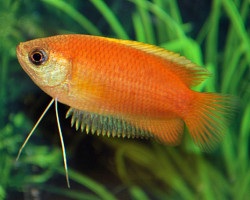 Trichogaster Chuna M