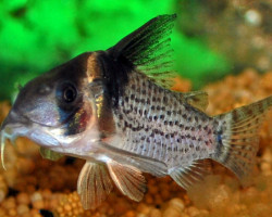 Corydoras Melanistius Melanistius L