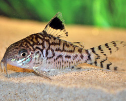 Corydoras Reticulatus L