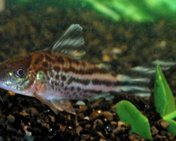Corydoras Robineae Xl