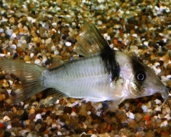 Corydoras Virginiae L