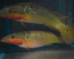 Crenicichla Zebrina S/M