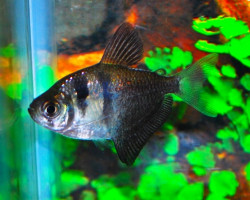 Gymnocorymbus Ternetzi S/M