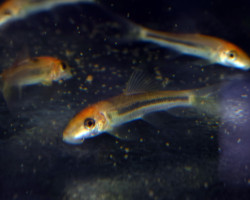 Gyrinocheilus Aymonieri Gold Marble M