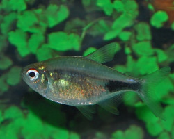 Hemigrammus Pulcher M