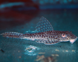 L011 Aphanotorulus Emarginatus M