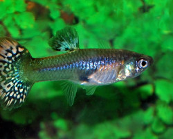 Guppy Femmina Snakeskin Cobra Mixed M