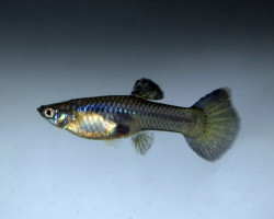 Guppy Moscow Blue Femmina M