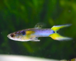 Poec. Wingei Platinum Santa  (Maschio) M