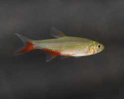 Aphyocharax Rathbuni L