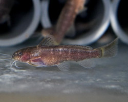 Microsynodontis Batesii S