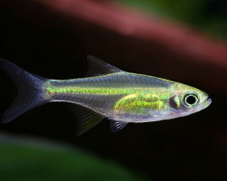 Microdevario Kubotai L