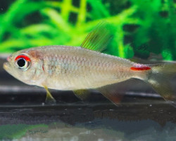 Moenkhausia Pretoensis M