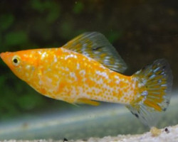 Mollie/P. Velifera Gold Spotted M