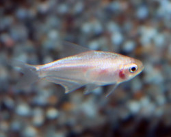 Nematobrycon Palmeri White M