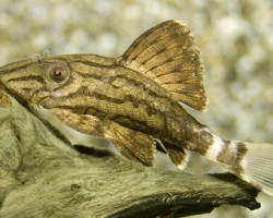 L190 Panaque Nigrolineatus L