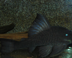 Panaque Suttonorum M/L